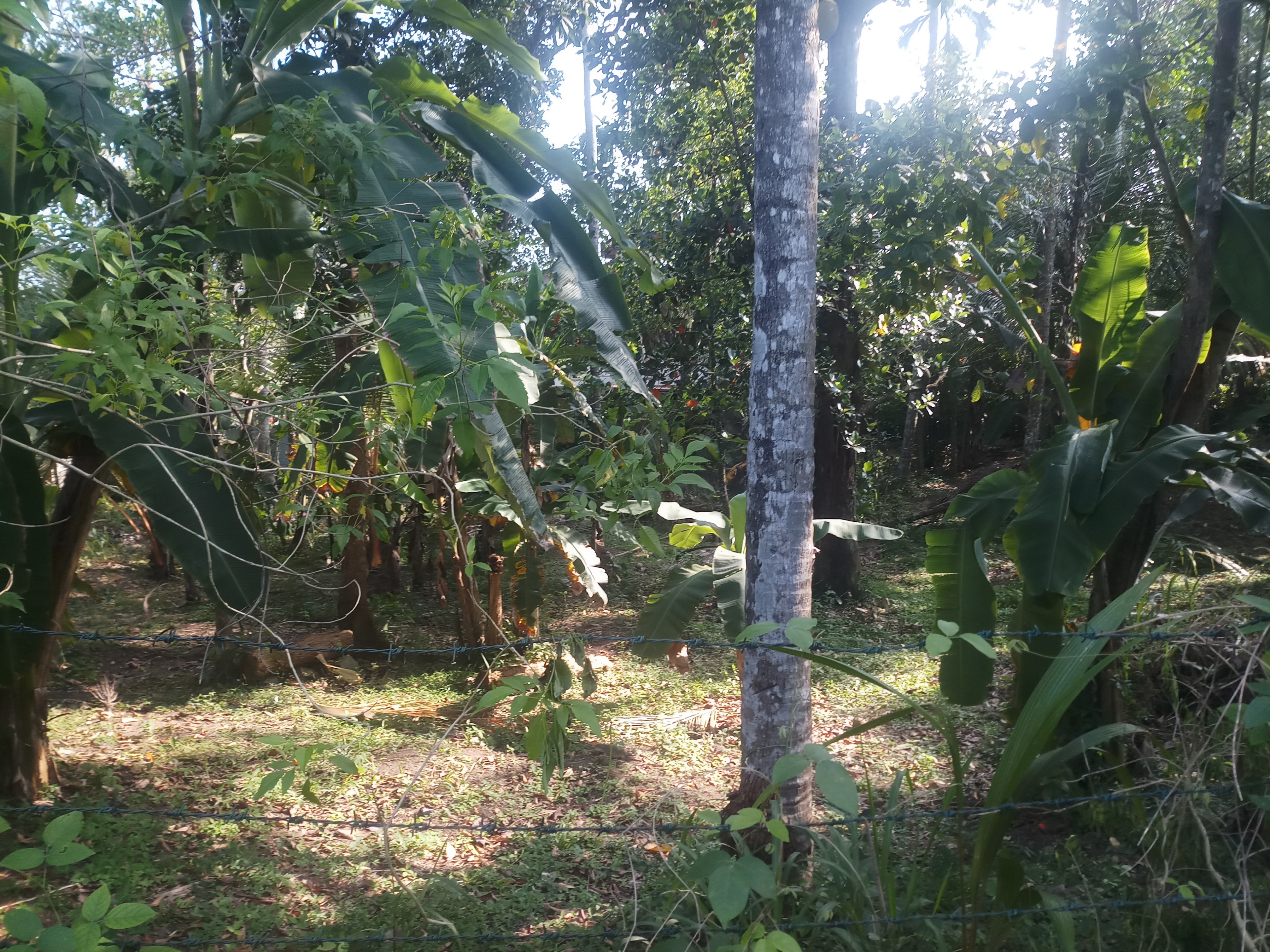 Residential Land for Sale in Yakkala