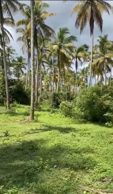 Agricultural Land for Sale in Nihiluwa ads-image-1