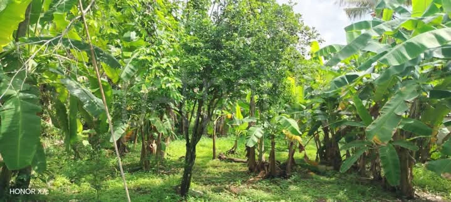 Agricultural Land for Sale in Panadura