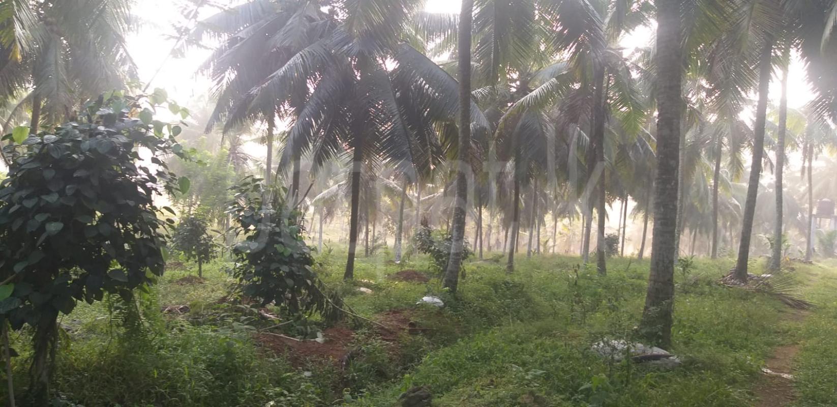 Agricultural Land for Sale in Bandaragama ads-image-1