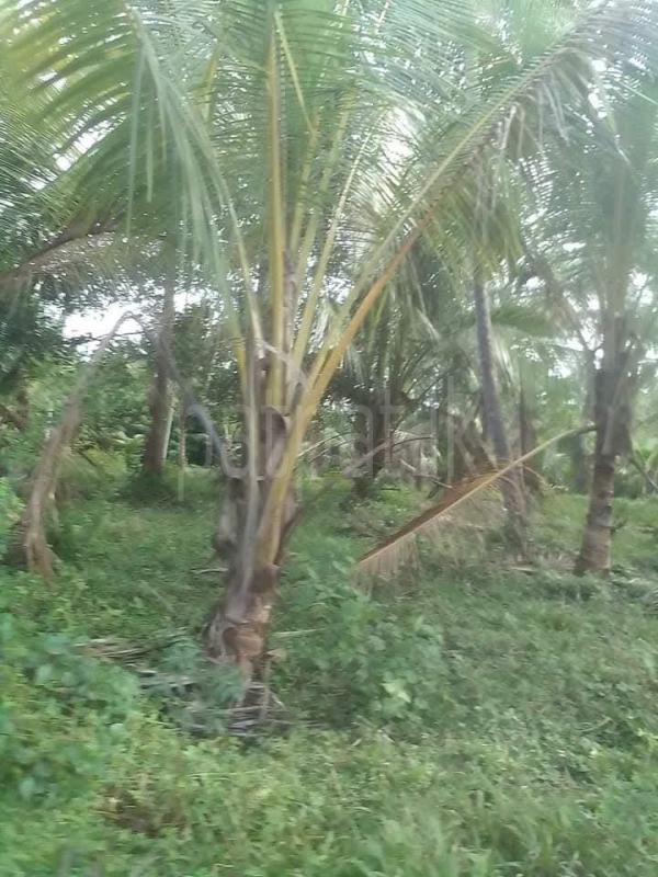 Agricultural Land for Sale in Wariyapola