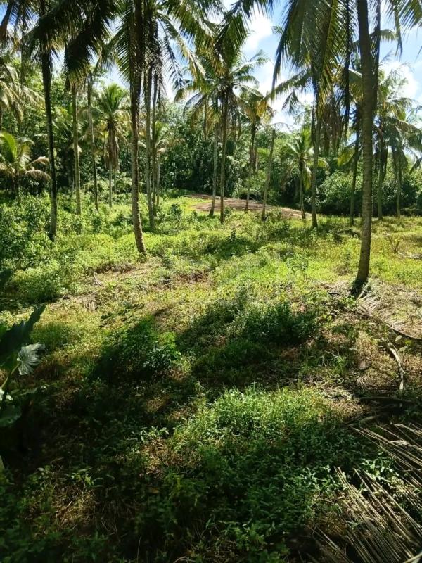 Agricultural Land for Sale in Maho