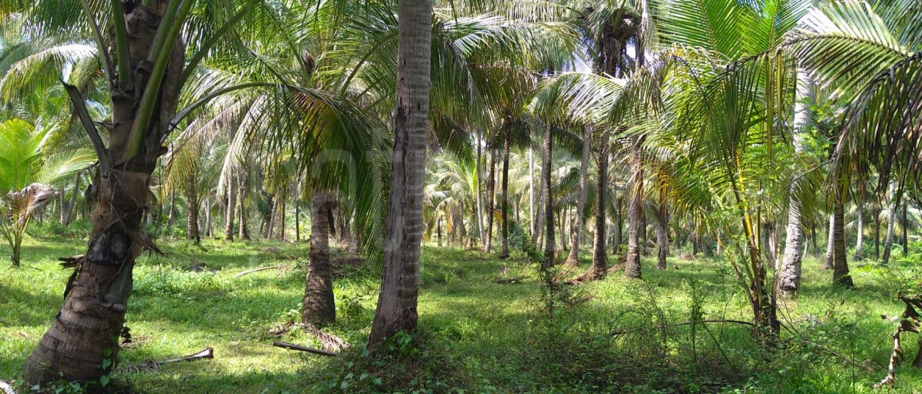 Agricultural Land for Sale in Matara ads-image-1