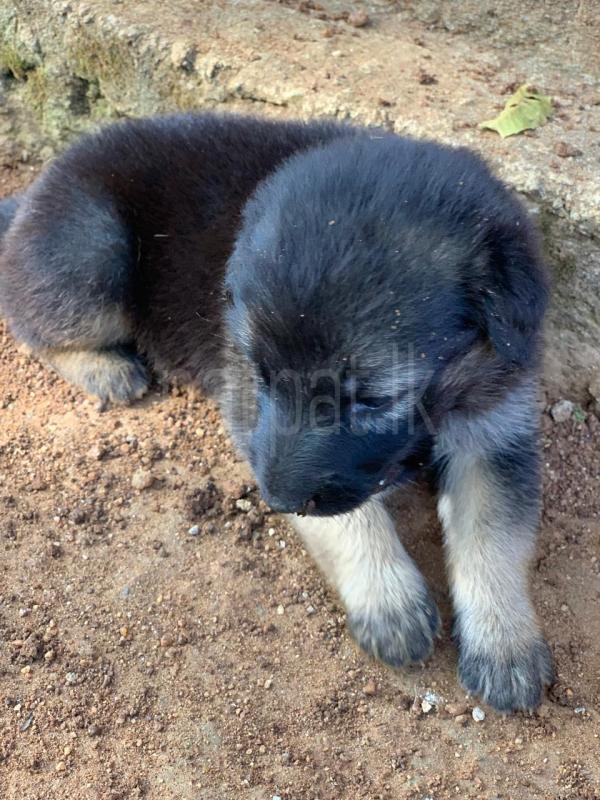 German shepherd long cod