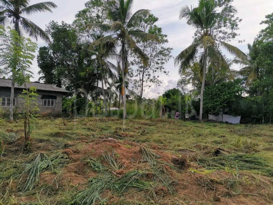 Agricultural Land for Sale in Angoda