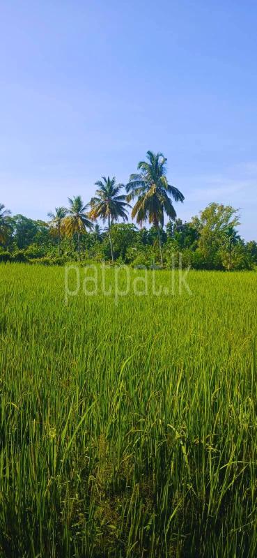 Agricultural Land for Sale in Sella Kataragama