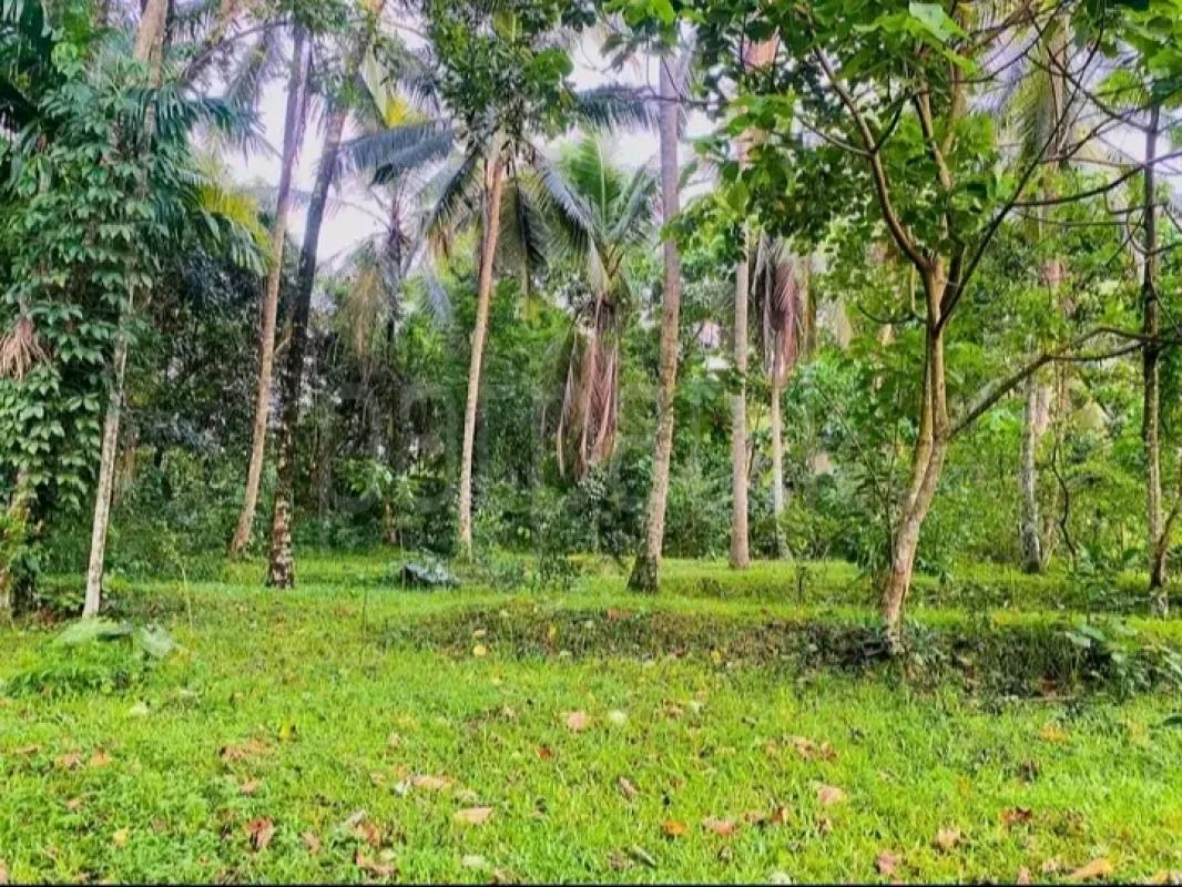 Agricultural Land for Sale in Gampola