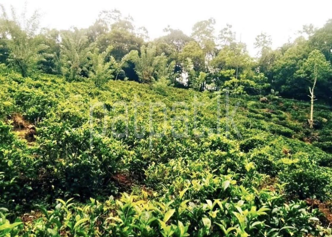 Commercial Land for Sale in Kundasale