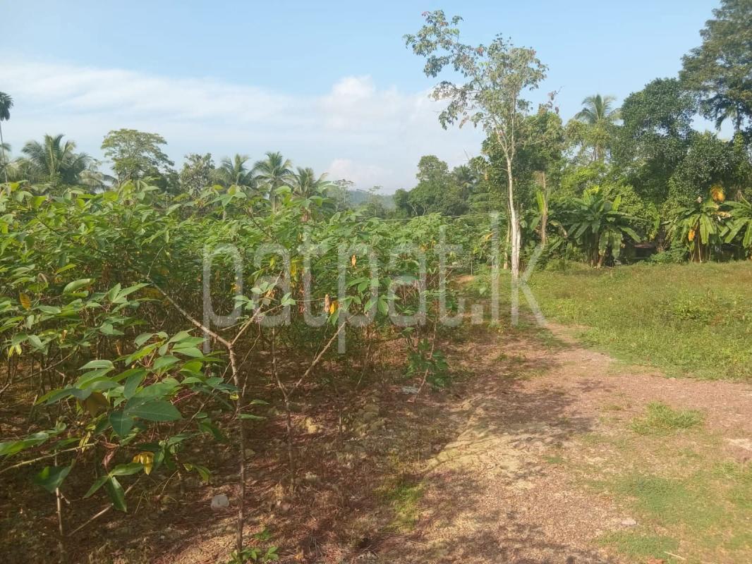 Agricultural Land for Sale in Horana