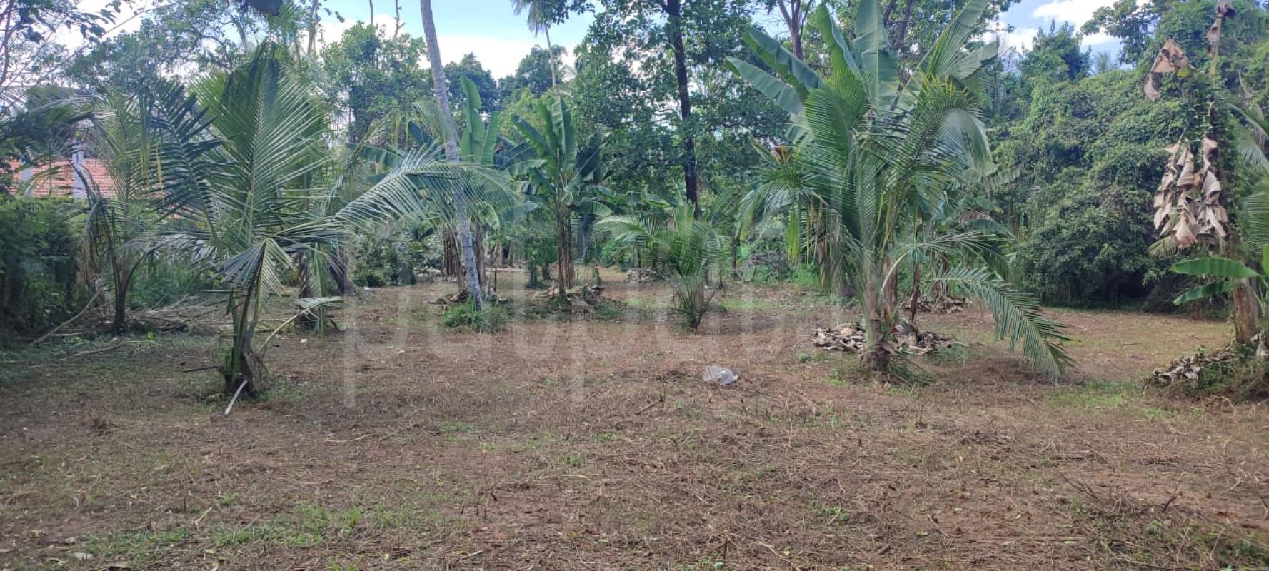 premium-listing-image