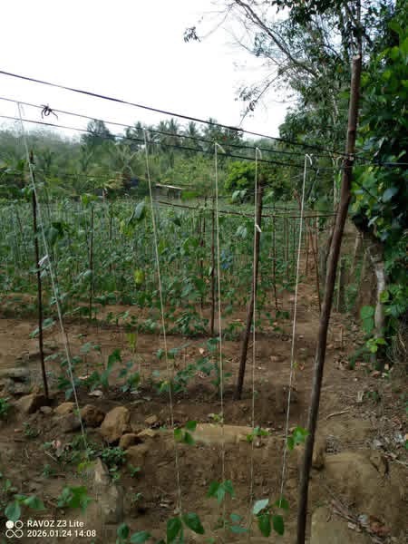 Residential Land for Sale in Meepe