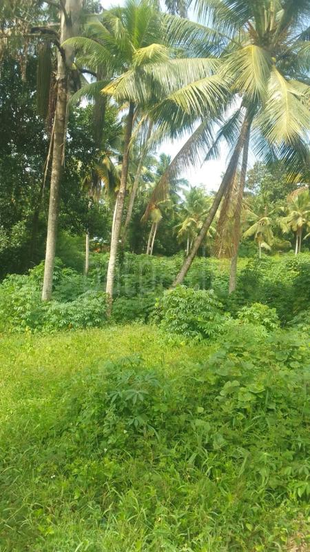 Agricultural Land for Sale in Seeduwa ads-image-1