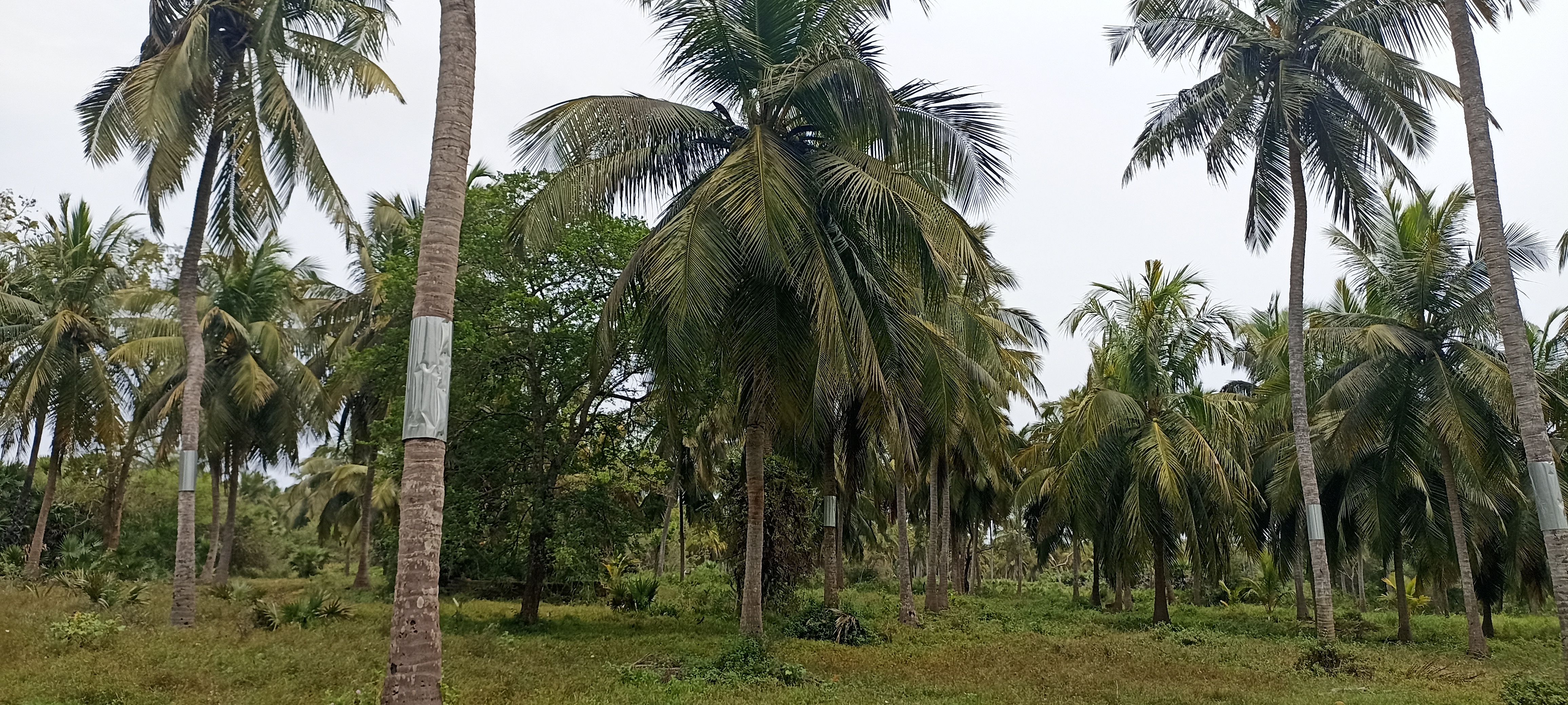 Agricultural Land for Sale in Puttalam