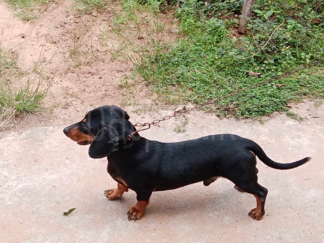 DOG CROSING