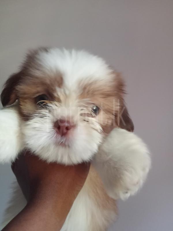 Shih Tzu Male Puppy ads-image-1