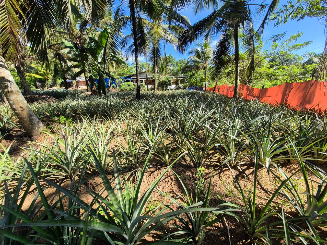 Residential Land for Sale in Delgoda ads-image-1