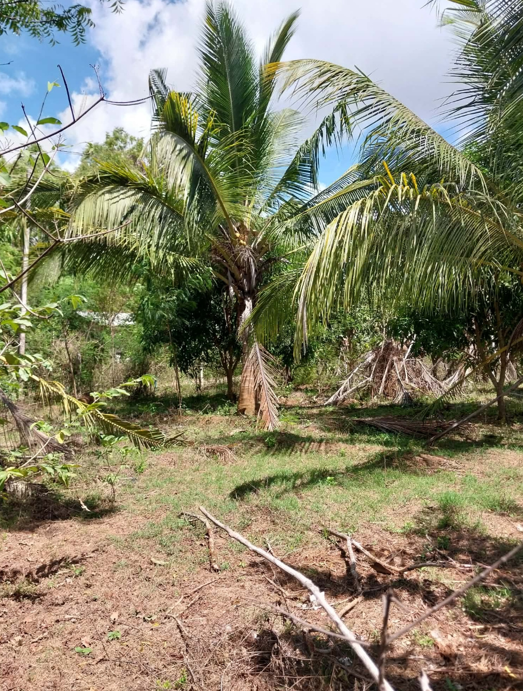 Agricultural Land for Sale in Tissamaharama