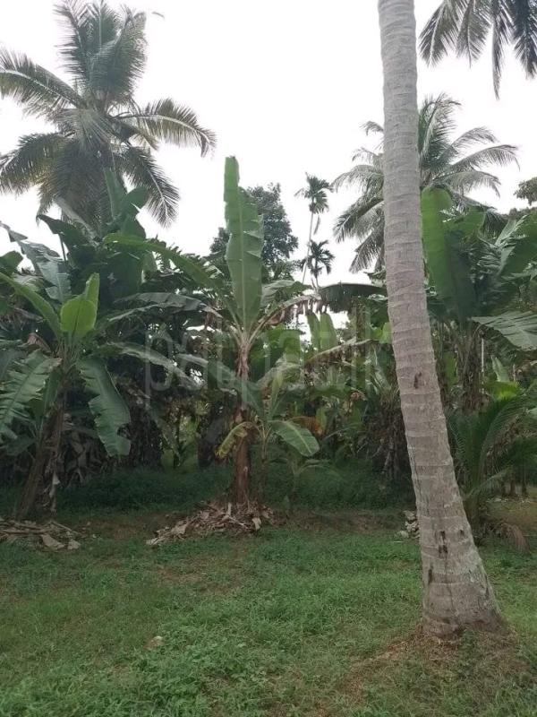 Residential Land for Sale in Kuliyapitiya ads-image-1