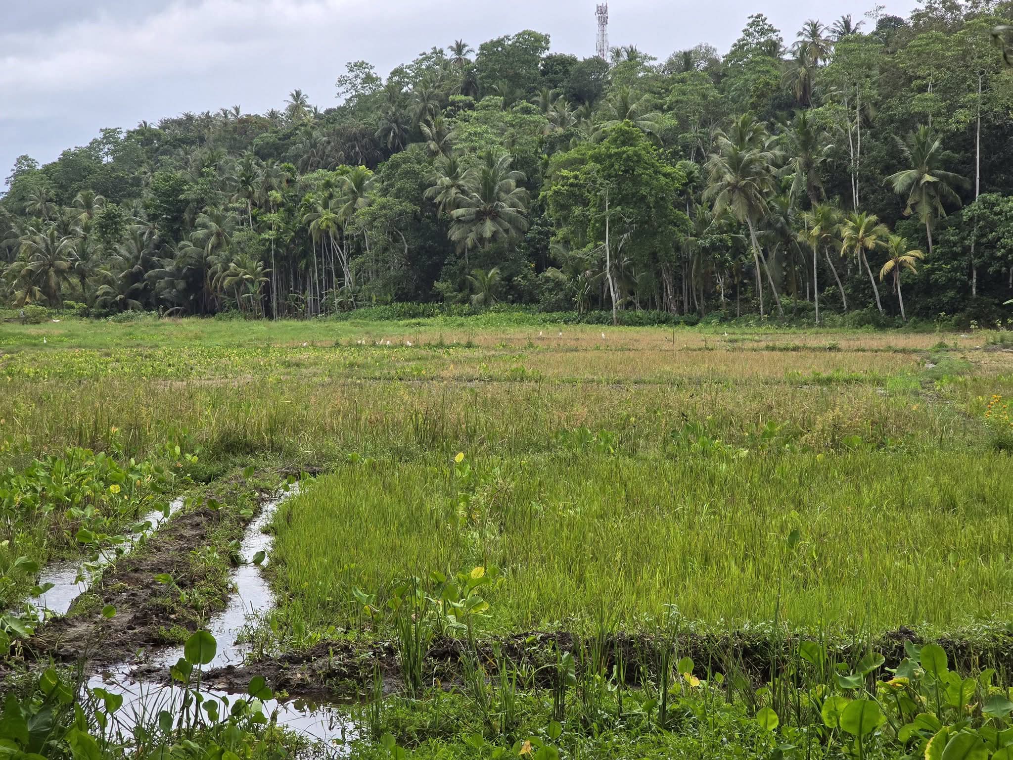 Commercial Land for Sale in Unawatuna
