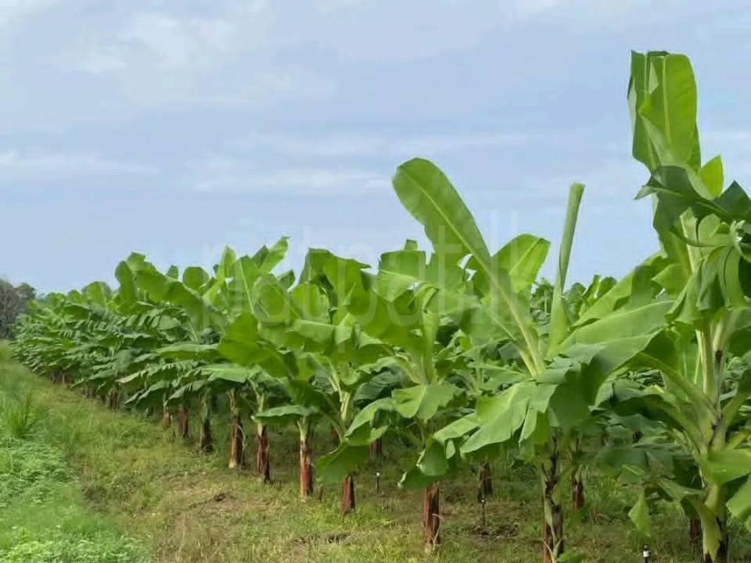 Agricultural Land for Sale in Katunayake