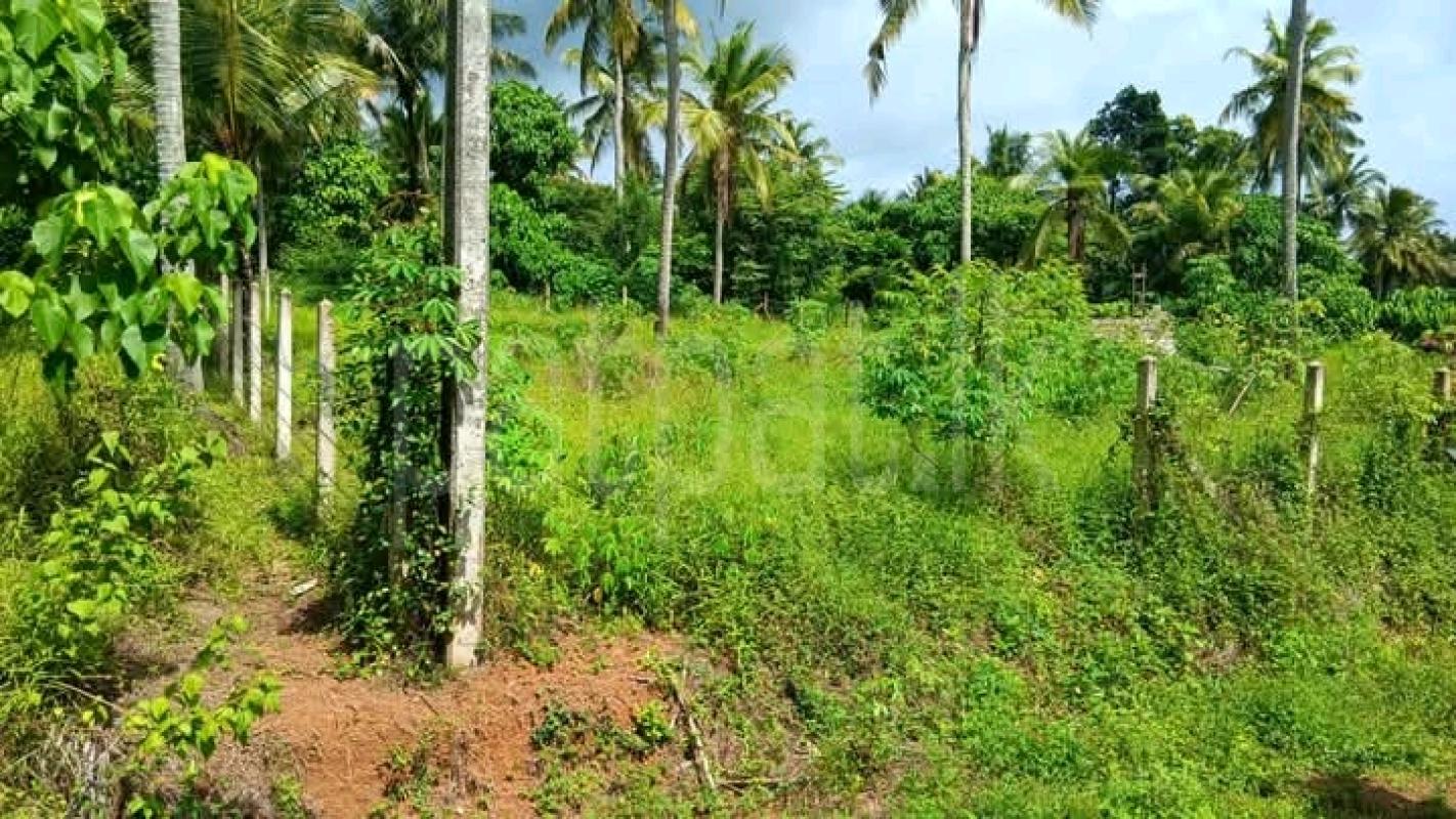 Commercial Land for Sale in Pannila