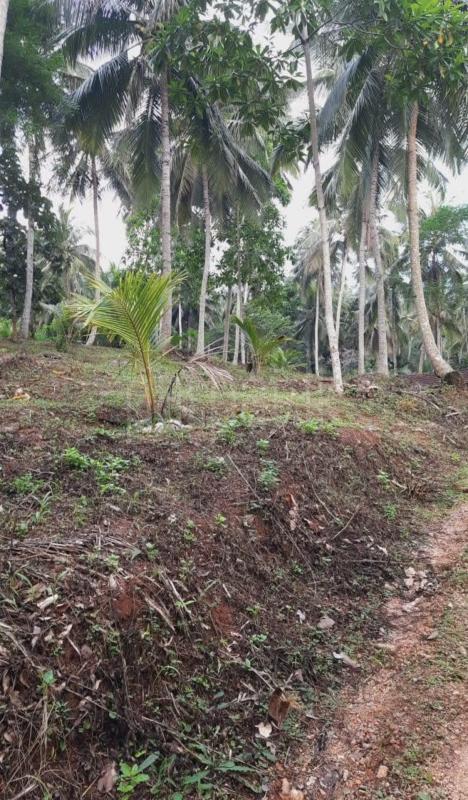 Agricultural Land for Sale in Kundasale
