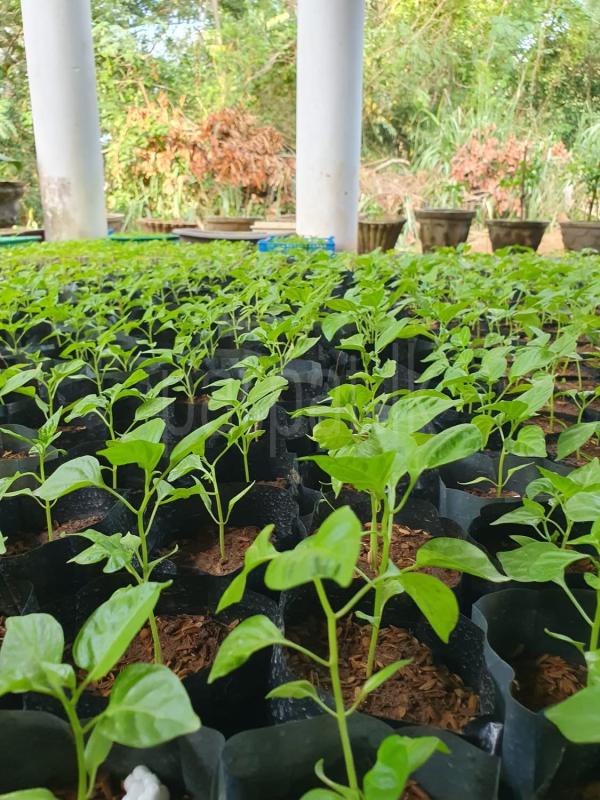 premium-listing-image