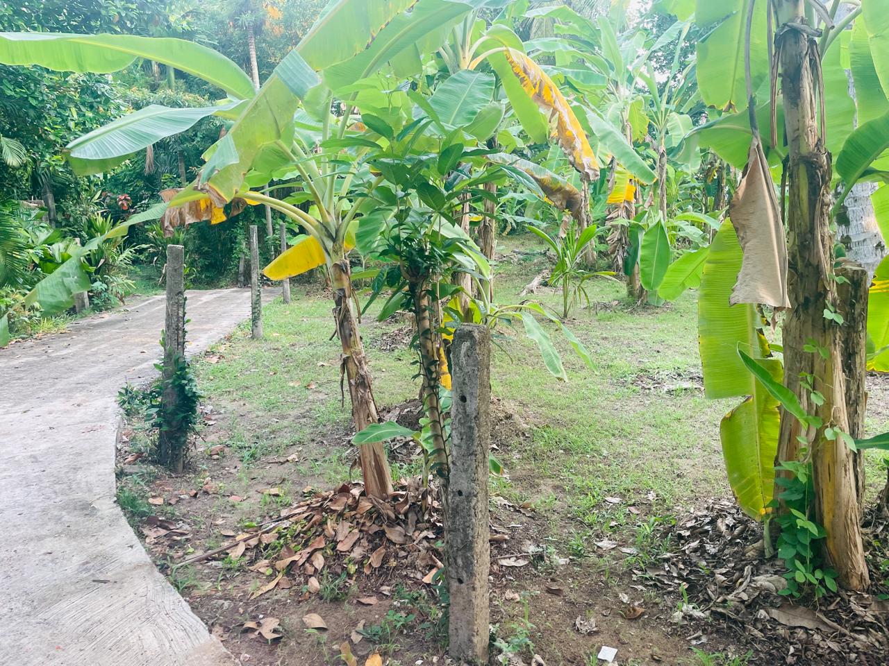 Commercial Land for Rent in Ja-Ela