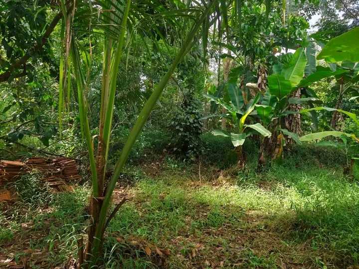 Commercial Land for Sale in Minuwangoda
