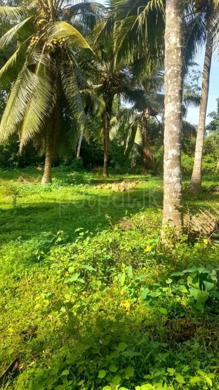 Residential Land for Sale in Maggona