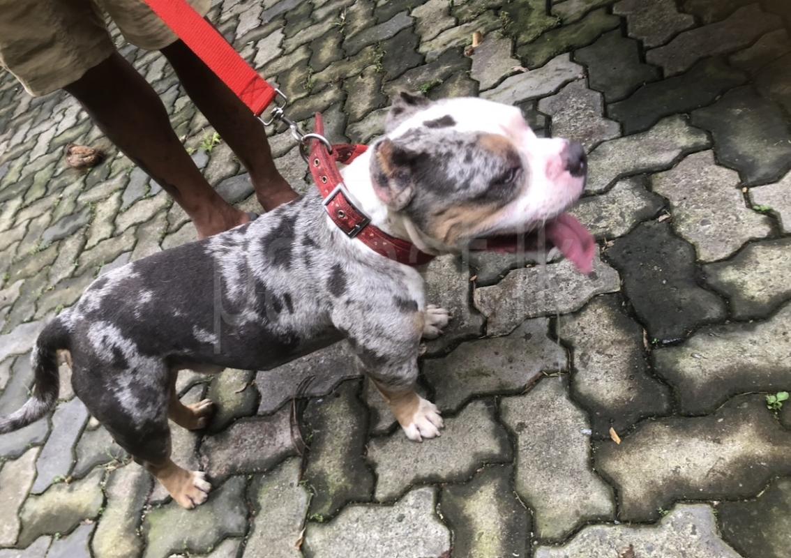 Advertisement image 6