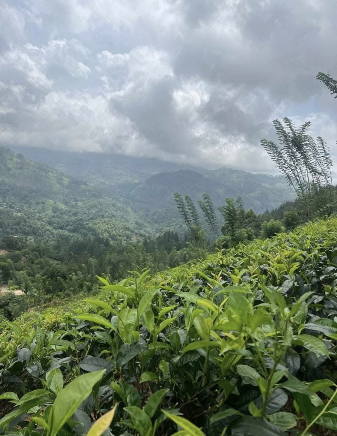 Agricultural Land for Sale in Kundasale