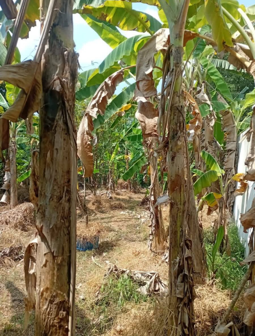 Residential Land for Sale in Kahathuduwa