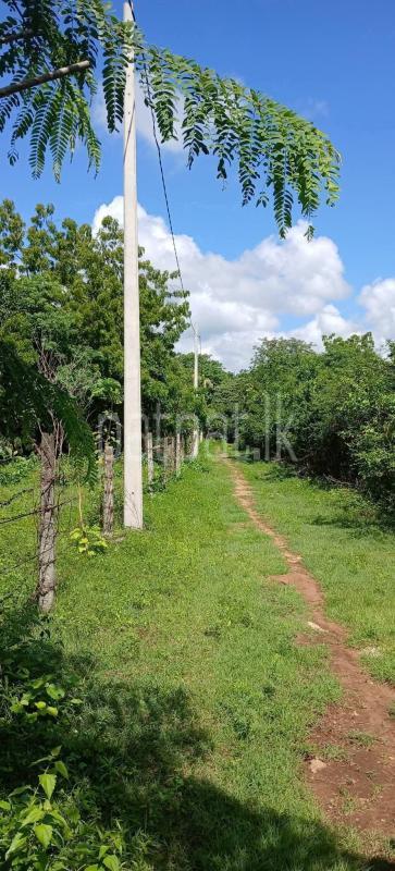 Residential Land for Sale in Kataragama ads-image-1