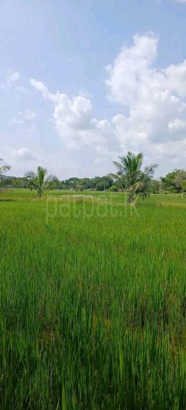 Commercial Land for Sale in Kataragama ads-image-1