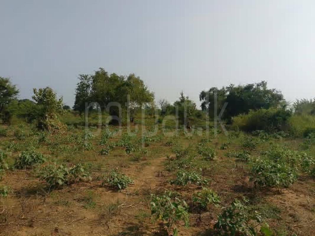 Agricultural Land for Sale in Kiriibbanwewa