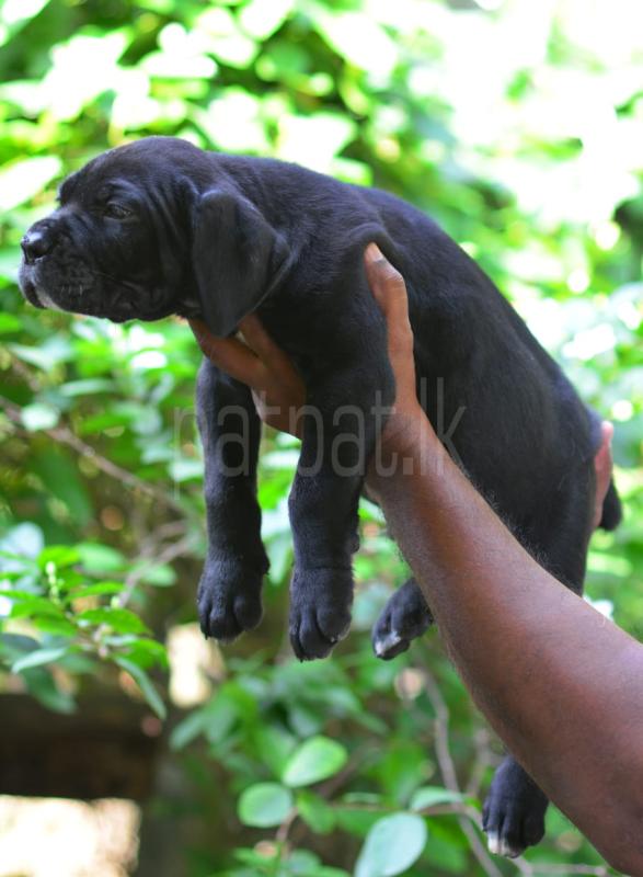 Cane Corso Puppies ads-image-1