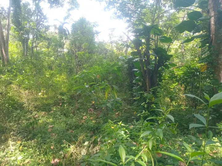 Residential Land for Sale in Badulla
