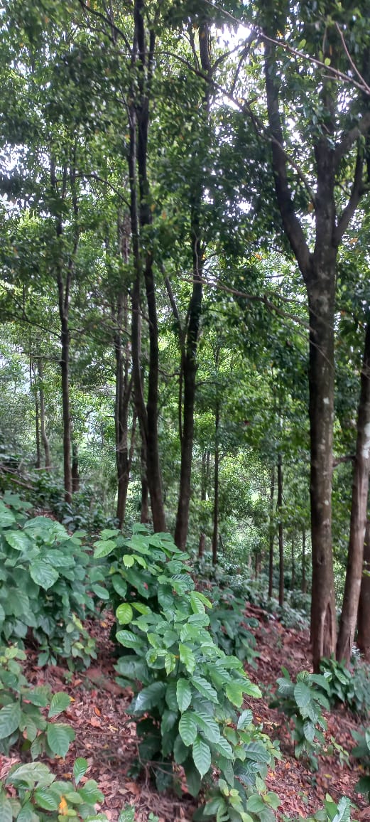 Agricultural Land for Sale in Makkanigama