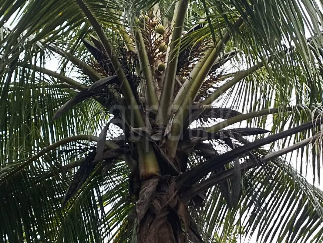 Agricultural Land for Sale in Puttalam ads-image-1