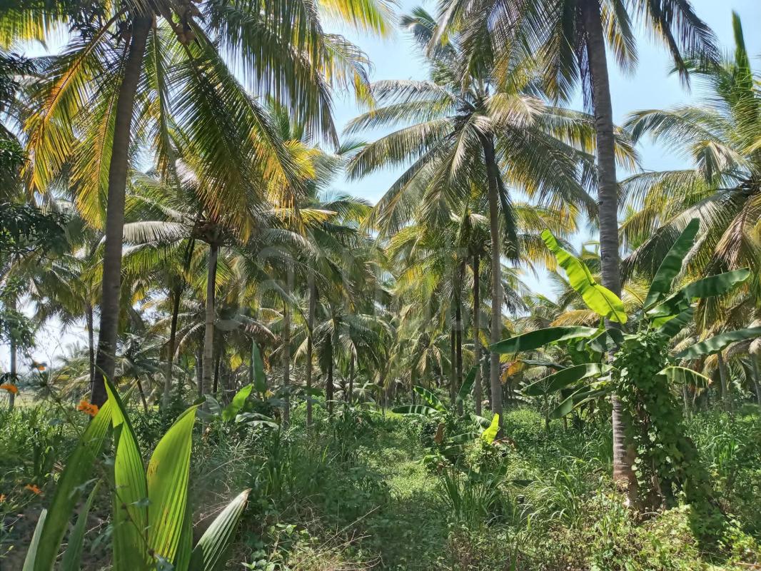 Agricultural Land for Sale in Kurunegala