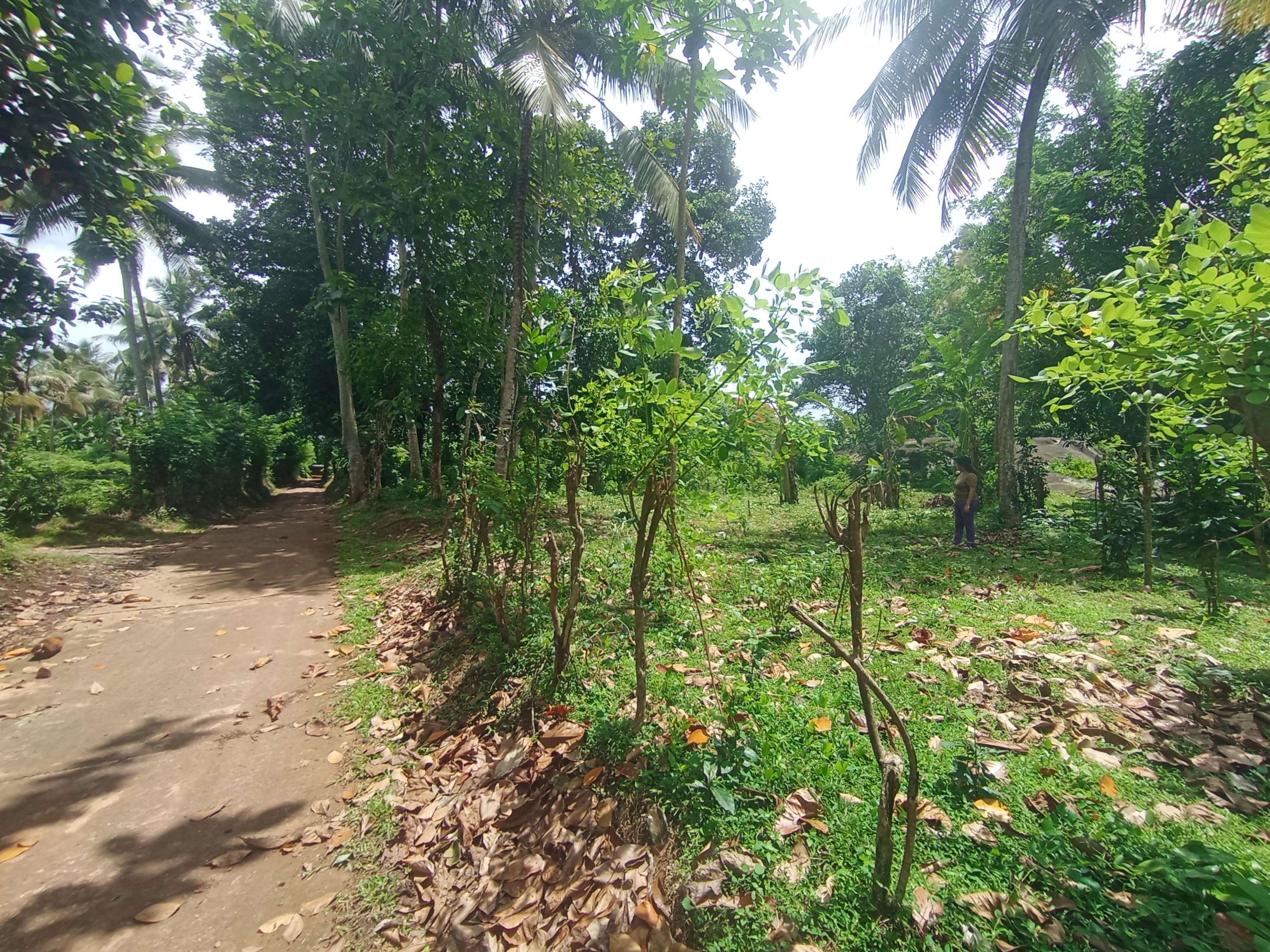Commercial Land for Sale in Mawathagama
