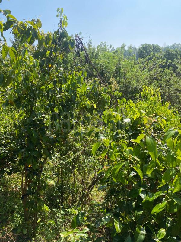 Cinnamon land for sale