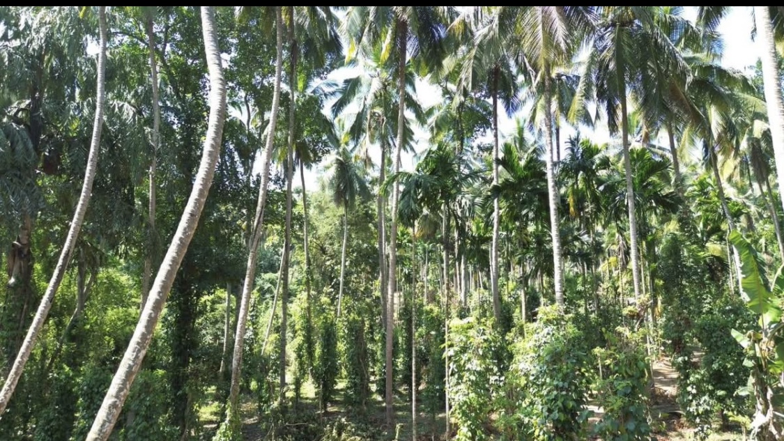 Agricultural Land for Sale in Kundasale