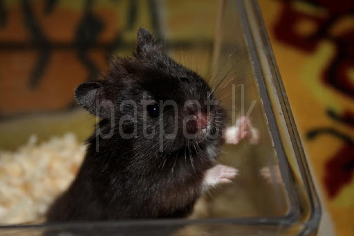 black Syrian hamster 🌛 ads-image-1