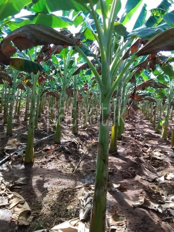 Agricultural Land for Sale in Eppawala