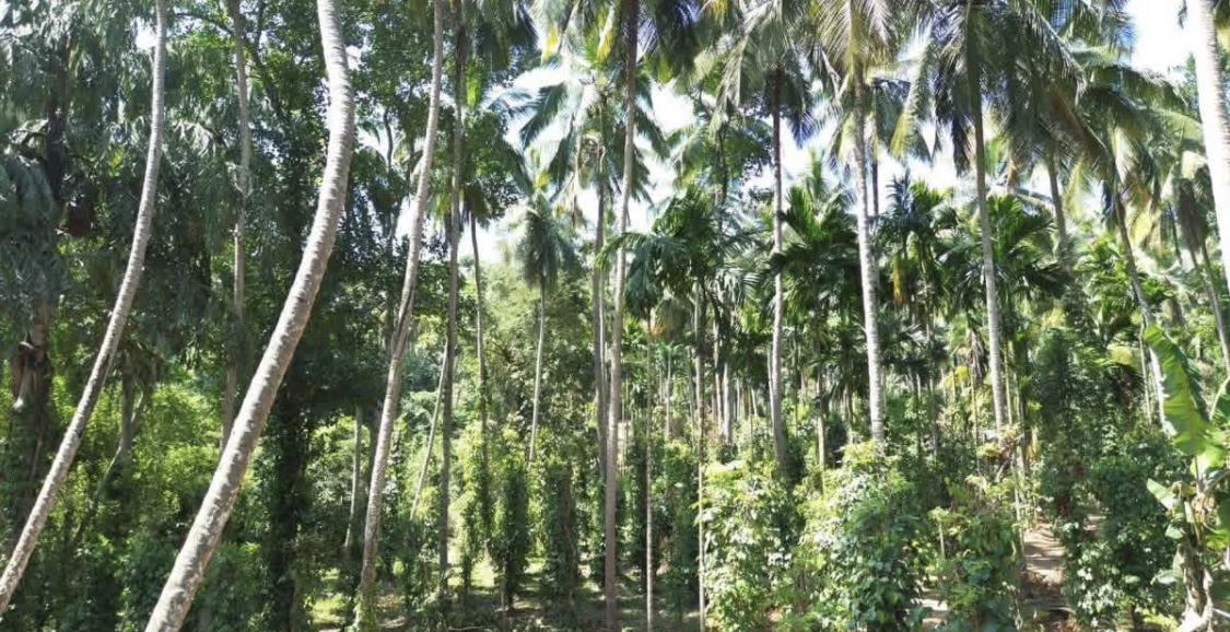 Commercial Land for Sale in Kundasale