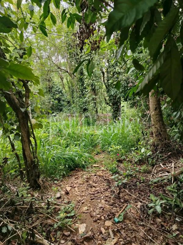 Agricultural Land for Sale in Bandaragama