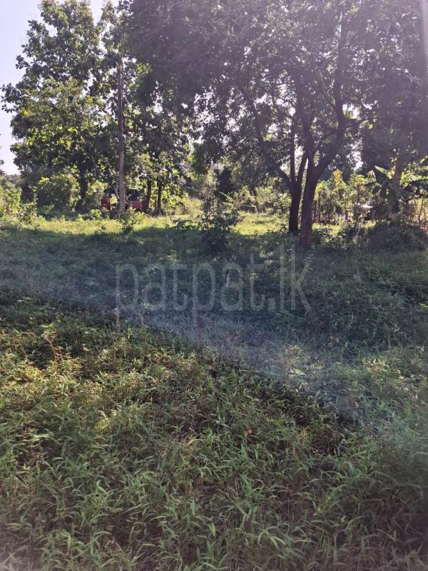 Residential Land for Sale in Torayaya