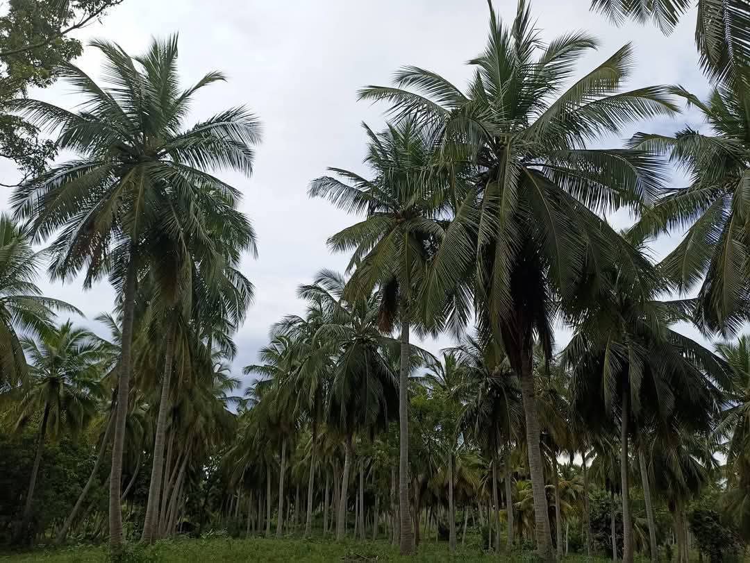 Agricultural Land for Sale in Puttalam